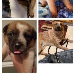 Australian Cattle Dog and Australian Shepherd All Grown Up from Silver Bitch Stables
