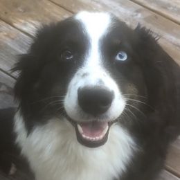 Aussiedoodles from Bull Shoals Pets