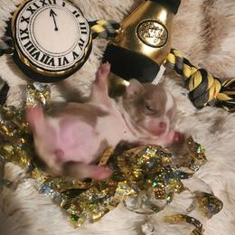 Holly - Chocolate blue female Chihuahua puppy in Gerald, Missouri from OutLaw Chihuahua's
