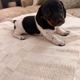 Ranger - Piebald male Dachshund puppy in Burlington, North Carolina from Dachshund Meadows