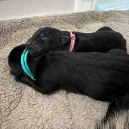 Pink Female - Black female German Shepherd puppy in Saratoga Springs, Utah from Vom Stille Teufelshunde Kennels