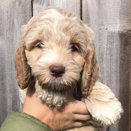 Australian Labradoodles from Schafer Meadows Australian Labradoodles
