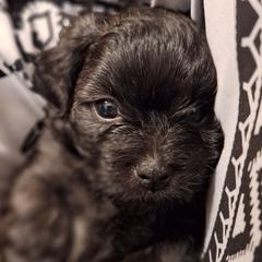 Rock - Brindle male Mal-Shi puppy in Apollo Beach, Florida from Gemstone Exclusive Pups of Florida