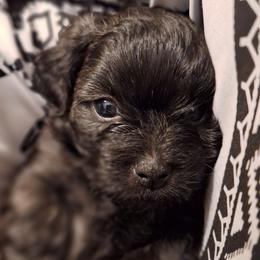 Rock - Brindle male Mal-Shi puppy in Apollo Beach, Florida from Gemstone Exclusive Pups of Florida
