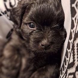Rock - Brindle male Mal-Shi puppy in Apollo Beach, Florida from Gemstone Exclusive Pups of Florida