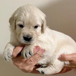Star - Light golden female Golden Retriever puppy in Seville, Ohio from Retriever Ranch