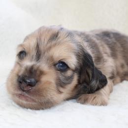 Jeremy - Dapple male Dachshund puppy in Fairfax, Iowa from Grayson’s Lovable Dachshunds