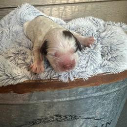 Blair - Liver white and tan female English Springer Spaniel puppy in Springfield, South Carolina from Sweet Southern Spaniels