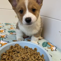 American Corgi and Pembroke Welsh Corgi Puppies from Blue Creek Corgis