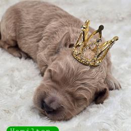 Hamilton - Apricot male Goldendoodle puppy in Neillsville, Wisconsin from Granton Creek