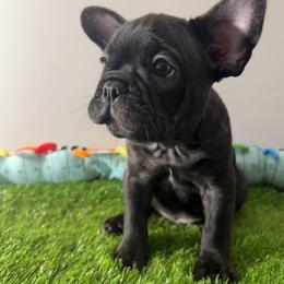 Pac - Black male French Bulldog puppy in Fort Wayne, Indiana from Jack & Ruby