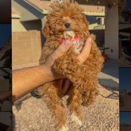 RED COLLAR MALE - Red male Cavapoo puppy in Gilbert, Arizona from Azbernedoodlepuppies