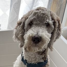 Tucker - Goldendoodle