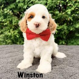 Winston - Red male Australian Labradoodle puppy in Mason, Michigan from Monarch Labradoodles