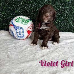 Violet Girl - Brown female Bernedoodle puppy in Modesto, California from Two Doods Doodles