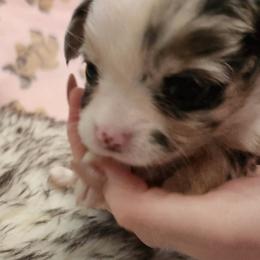 Alexia - Black and white female Chihuahua puppy in Chesapeake, Virginia from Elsbeth's Chihuahuas