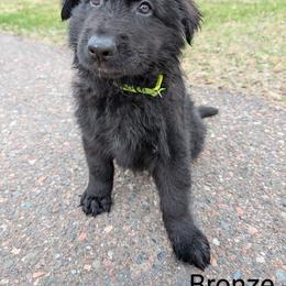 German Shepherd Puppies from League of Shepherds