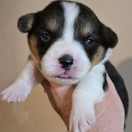 Pembroke Welsh Corgi Puppies from RJ's Corgis