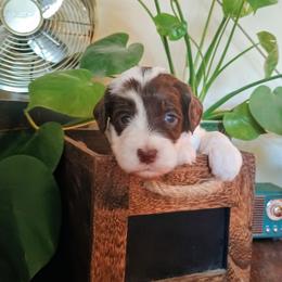 Peppermint Patty - Chocolate female Australian Labradoodle puppy in Atascadero, California from Classic Poodles and Doodles