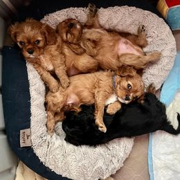 Cavalier King Charles Spaniel Puppies from JNJ Royal Cavaliers