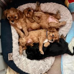 Cavalier King Charles Spaniel Puppies from JNJ Royal Cavaliers