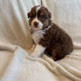 Denim - Red tri-color female Australian Shepherd puppy in Heber City, Utah from Junipersdoodles