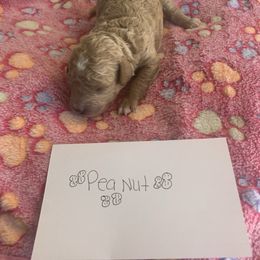Peanut - Cream male Cavapoo puppy in Raytown, Missouri from Ginger Doodle Babies