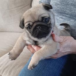 Red collar female - Fawn female Pug puppy in Saint Helens, Oregon from Ebert Golden Retrievers & Pugs