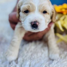 Panny - Cream female Cocker Spaniel puppy in Irvine, California from Cocker Spaniels