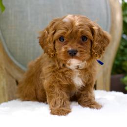 Hawk - Red male Cavapoo puppy in Queen Creek, Arizona from Dulcito Doodles