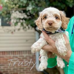 Trusty - Red roan male Cockapoo puppy in Mocksville, North Carolina from Little Bear Doodles
