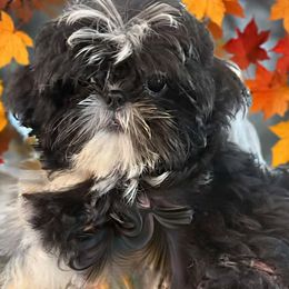Rascal - Black and white male Shih Tzu puppy in Tallahassee, Florida from Bows and Bow Ties