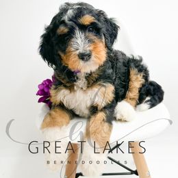 Dove - Tri-color female Bernedoodle puppy in Baroda, Michigan from Great Lakes Bernedoodles