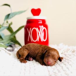 Everest - Petite - Red  male Goldendoodle puppy in Elizabethtown, Kentucky from Reddy Poodles & Doodles