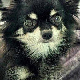 Hope - Chihuahua