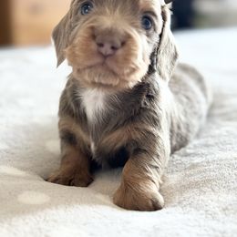 Dachshund Puppies from Silver Dach Farms