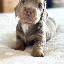 Dachshund Puppies from Silver Dach Farms