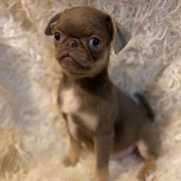 Joey - Silver male Pug puppy in Onalaska, Washington from Cupid’s Pugs