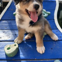 Australian Shepherd and Miniature Australian Shepherd Puppies from Wiggle Creek Aussies