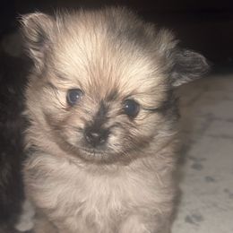 Tiny blue - Blue merle male Pomeranian puppy in Hernando, Mississippi from The Pom Squad