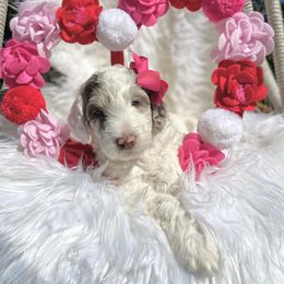 Aussiedoodle and Goldendoodle Puppies from Cuddly Doodles