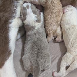 Colt - White and blue male Border Collie puppy in Ashford, Alabama from Double4farms