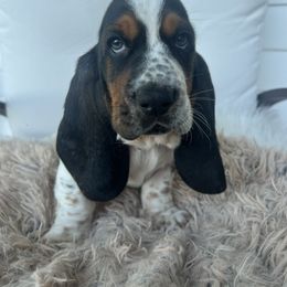 Lucky Luciano - Black brown and white male Basset Hound puppy in Lone Jack, Missouri from Wee Little Bassets