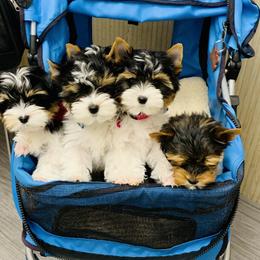 Biewer Terriers from Lilly's Biewer Terriers