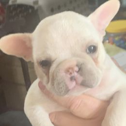 French Bulldogs from Stewart’s Kennels
