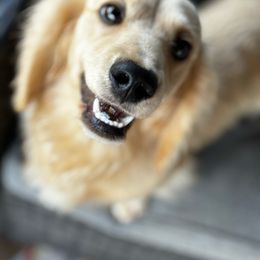 Jaxx - Dachshund