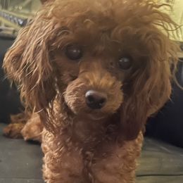 Cherry - Poodle