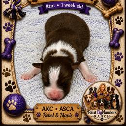 Trooper - Red tri-color male Australian Shepherd puppy in Magee, Mississippi from Paint ByNumbers Ranch