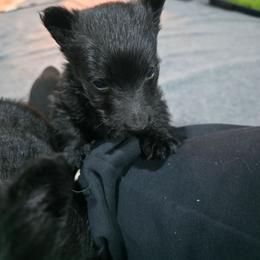 Girl 3 - Black female Scottish Terrier puppy in Seymour, Missouri from Fairview's Precious Pups