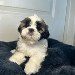 Ruby - Gold and white female Shih Tzu puppy in California from Fairy Tails Shih Tzus CA